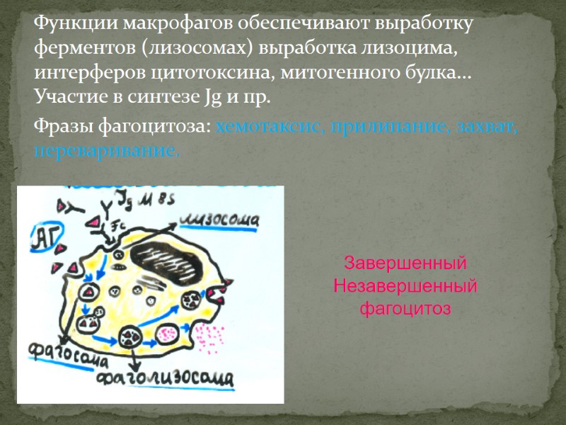 Функции макрофагов обеспечивают выработку ферментов (лизосомах) выработка лизоцима, интерферов цитотоксина, митогенного булка... Участие в